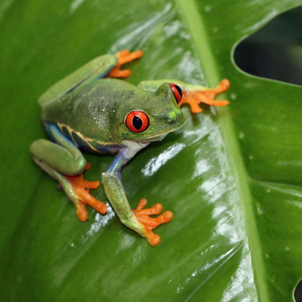 redeyed tree frog sitting green leaves redeyed tree frog agalychnis callidryas closeup branch 1 - Stem Cells Costa Rica