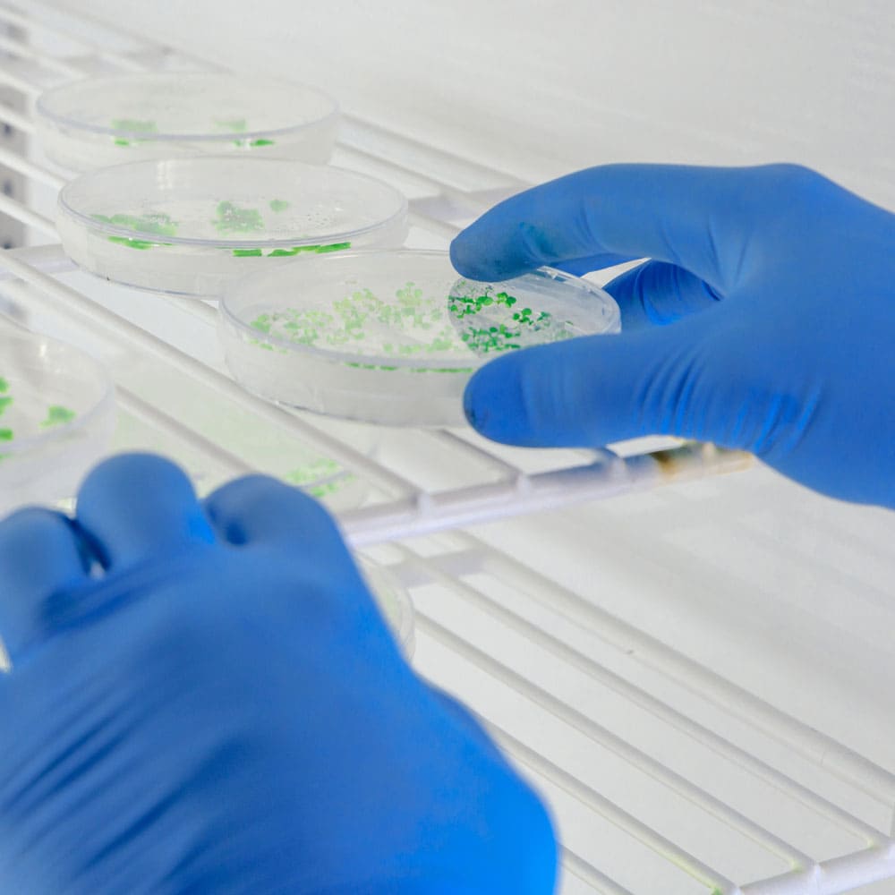 laboratory worker examining substance petri dishes while conducting coronavirus research - Stem Cells Costa Rica