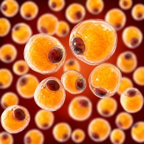 Stem Cell Therapy 4 Stem Cells Adipose Tissue Stem Cells Transplant Institute Costa Rica - Stem Cells Costa Rica